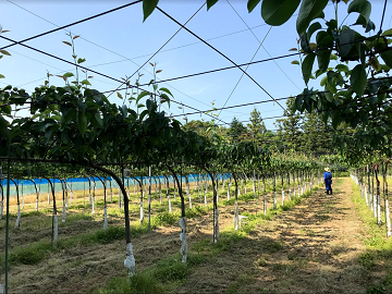 福島県南相馬市の梨園を訪問し、梨の摘果作業の見学を実施