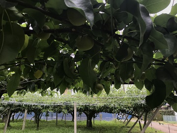 茨城県下妻市の梨園で梨の摘果作業の見学を実施