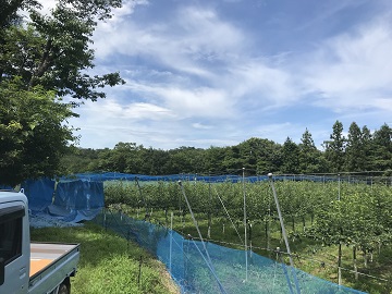 南相馬市の梨園で防鳥ネットの設置作業を見学