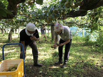 茨城県下妻市の梨園で収穫作業の見学を実施