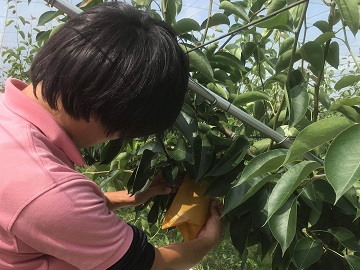 下妻市の梨園で袋がけ作業を見学