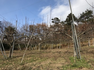 梨園を訪問し、剪定作業の見学