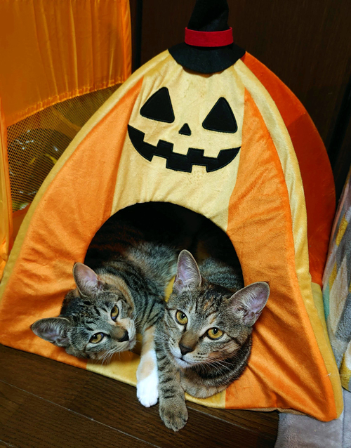 ハロウィン猫